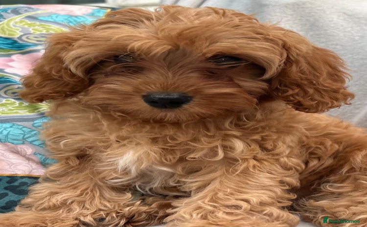Cavapoo dogs - Advert 5