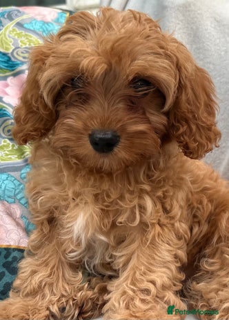 Cavapoo dogs - Advert 11