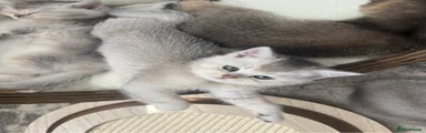British Shorthair Kitten 3
