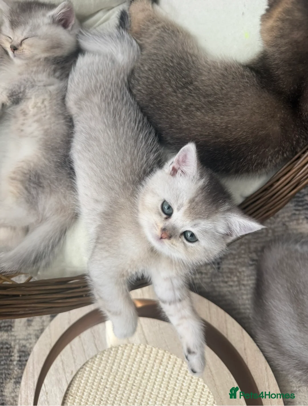 British Shorthair cats for sale: Beautiful British Shorthair Kittens - Advert 17
