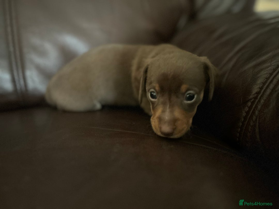 Miniature Dachshund dogs for sale: Miniature Dachshund Dapple Puppies  - Advert 13