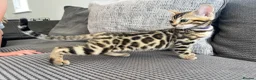 Bengal cats for sale: Stunning full pedigree registered bengal kittens  - Advert 16