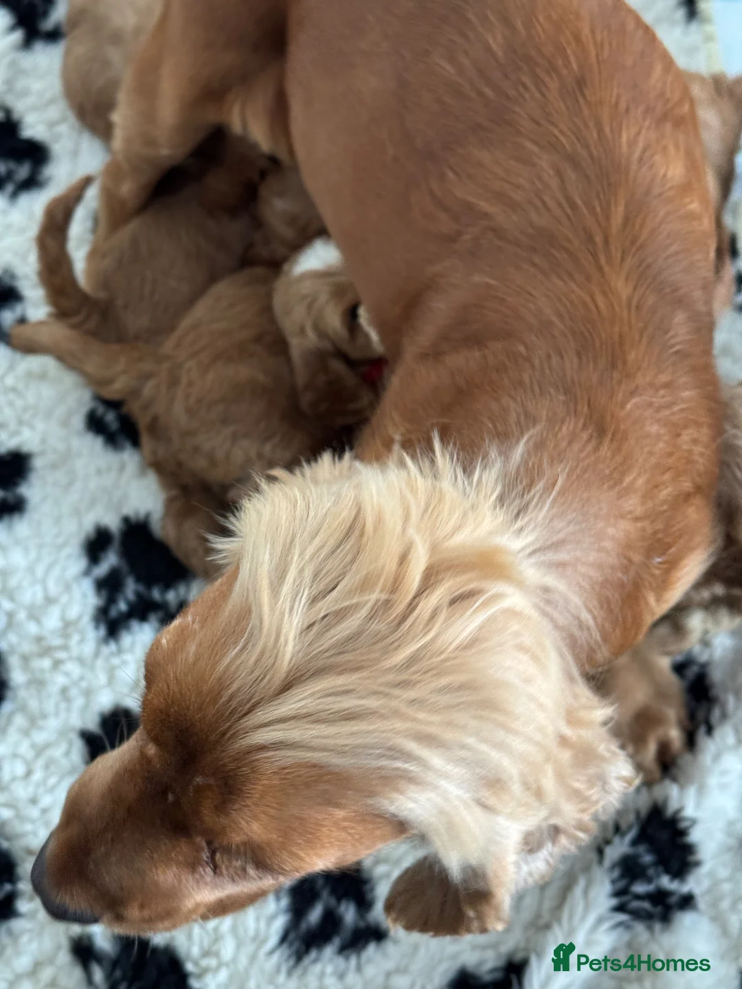 Cockapoo dogs for sale: F1 Show type cockapoo puppies  - Advert 2