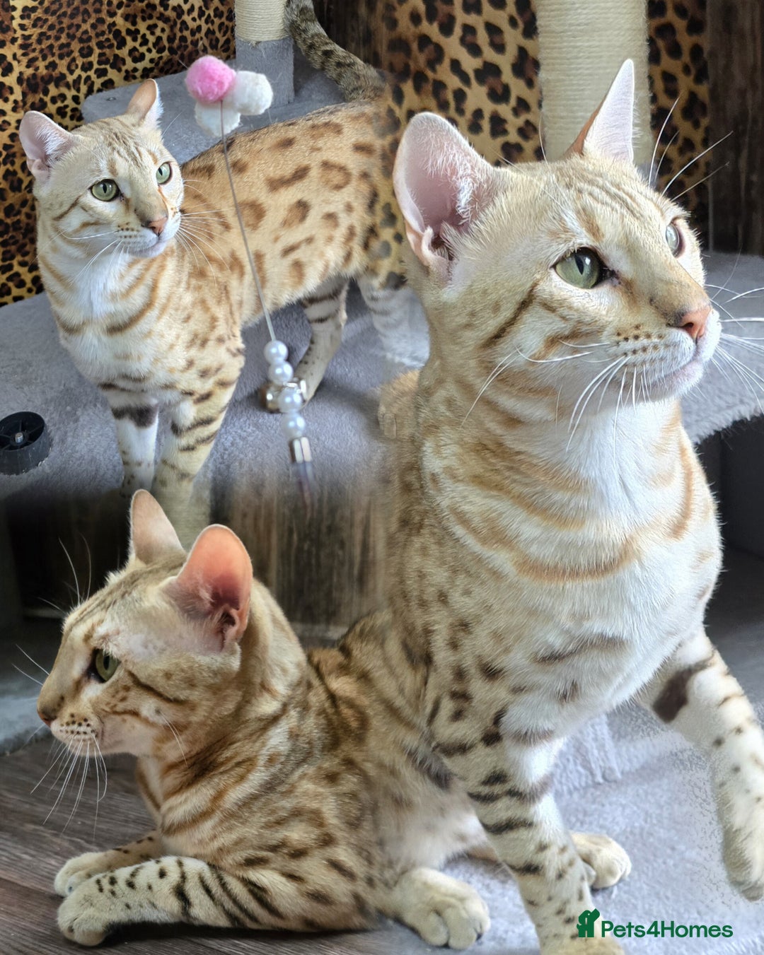 Bengal cats for sale: TICA Champion bengal kittens ready for reservation - Image 11