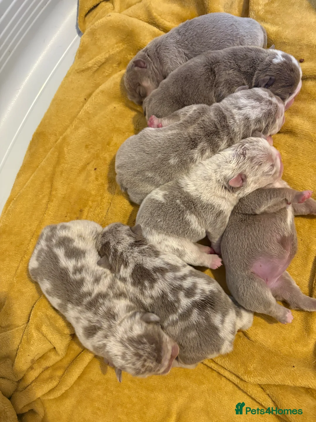 English Bulldog dogs for sale: KC English Bulldog Puppies – Health Tested Parents - Advert 2