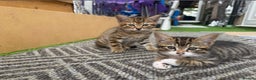 Mixed Breed cats for sale: Beautiful male tabby  - Advert 1