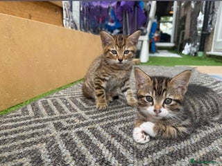 Mixed Breed cats Beautiful male tabby - Advert 1