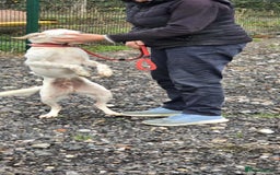 Mixed Breed dogs for adoption: JONNY - Image 5