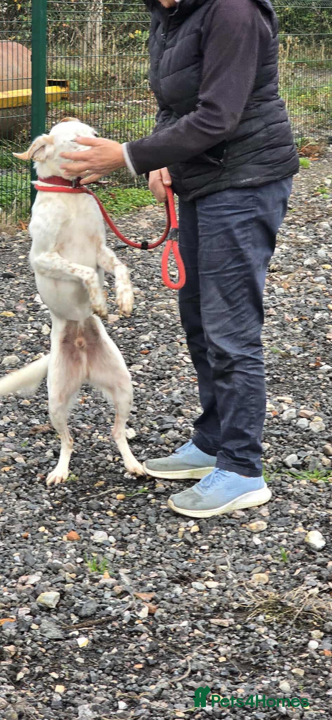 Mixed Breed dogs for adoption: JONNY - Image 5