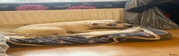 Staffordshire Bull Terrier dogs for sale: 10 month old staffie ghost  - Advert 14