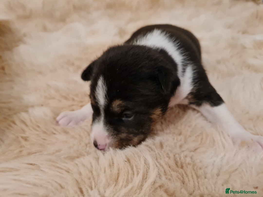 Basenji dogs for sale: ✨ Purebred Basenji Puppies all reserved now!✨ - Advert 14