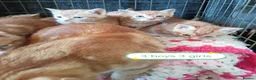 Mixed Breed cats for sale: Ginger kittens 3 girls 3 boys - Advert 20