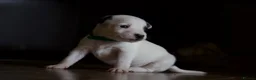 Jack Russell dogs for sale: Short Legged Jack Russel Puppies - Advert 12