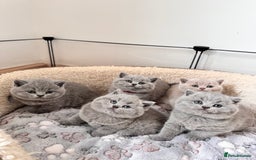 British Shorthair cats for sale: IGRCH Sired GCCF reg British Shorthair Kittens  - Image 1
