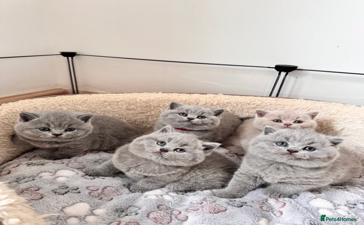 British Shorthair cats - Advert 3