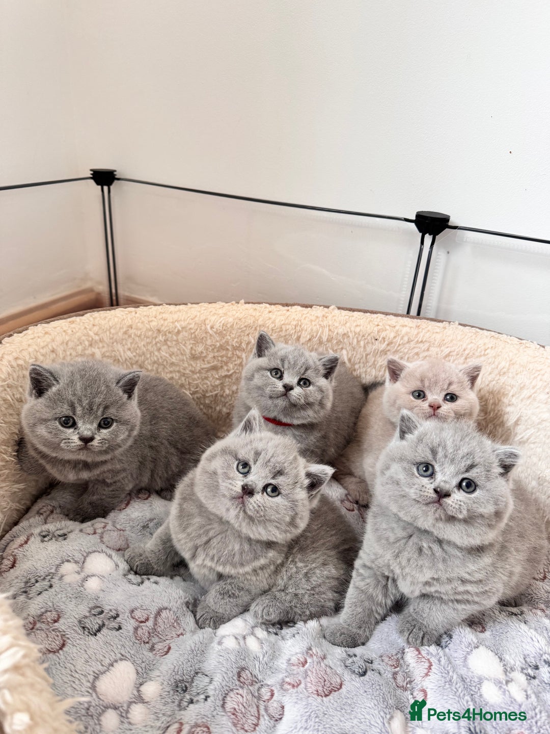 British Shorthair cats for sale: IGRCH Sired GCCF reg British Shorthair Kittens  - Image 1
