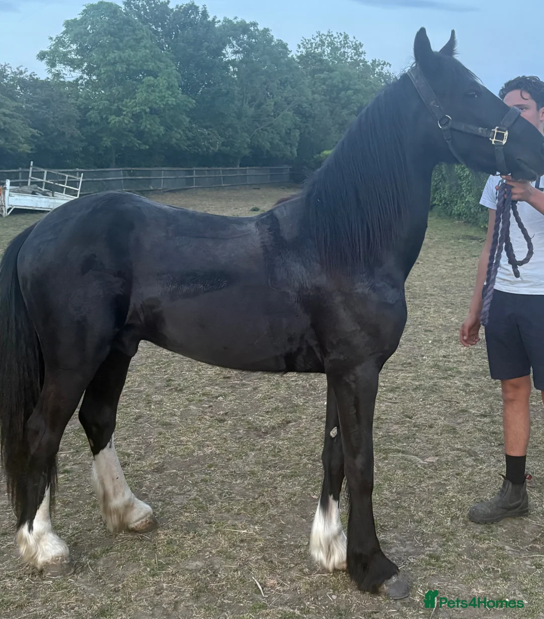 Gelderland horses for sale: Gelding  - Advert 2