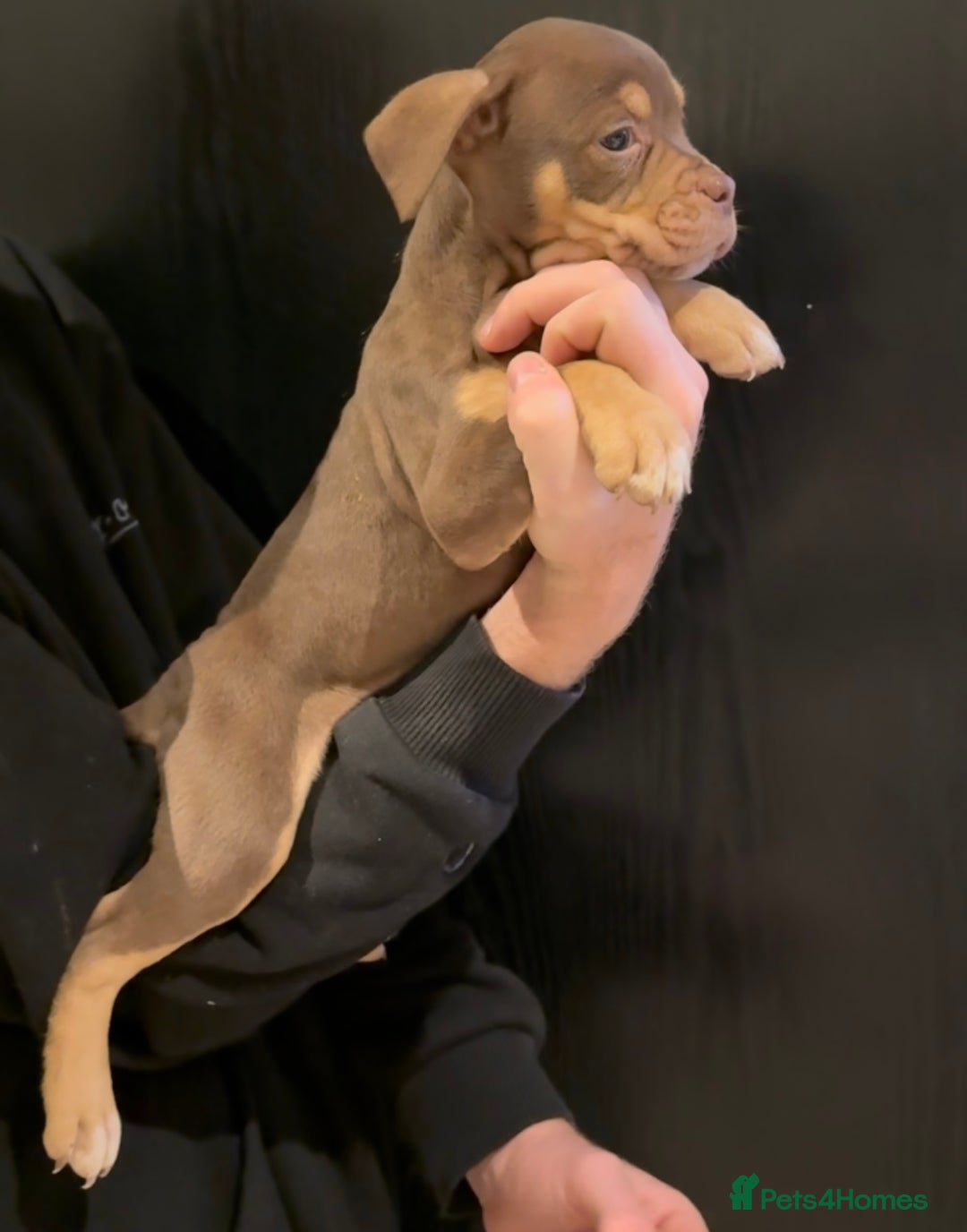 Olde English Bulldogge dogs for sale: Olde English bulldog puppies  - Advert 5