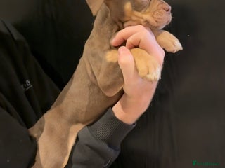 Olde English Bulldogge dogs Olde English bulldog puppies - Advert 3