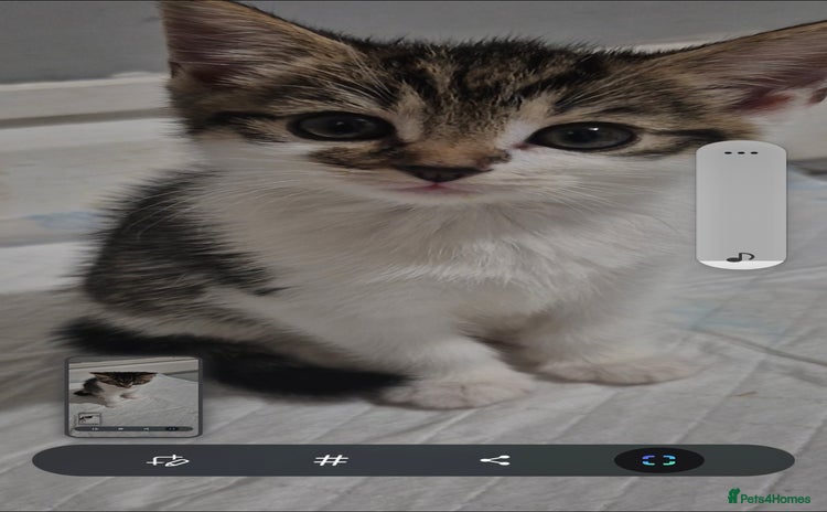 Mixed Breed cats - Advert 14