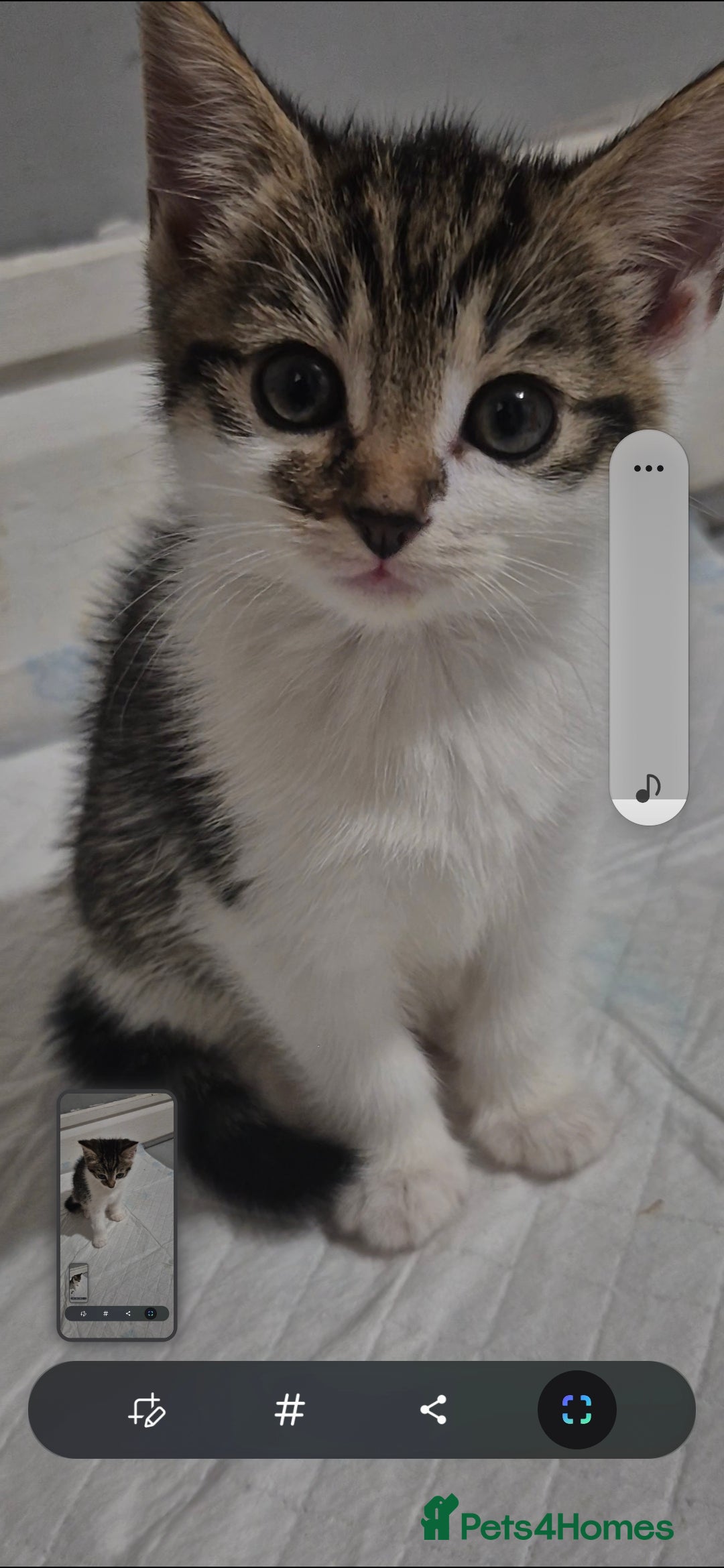 Mixed Breed cats for sale: VICTOR looking for his forever home - Advert 2