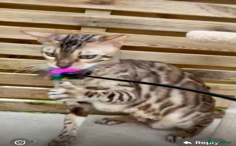Bengal cats - Advert 7