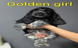 Cocker Spaniel dogs for sale:  Show type cocker spaniel puppies (SOLD) - Image 10