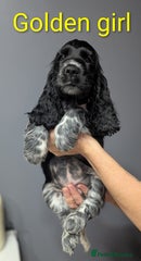Cocker Spaniel Puppy 7