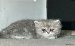 Persian cats for sale: Pure Persian chinchilla kittens  - Image 6