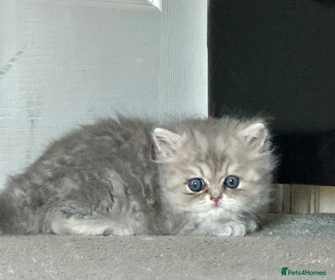 Persian cats for sale: Pure Persian chinchilla kittens  - Image 6