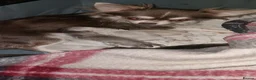Chihuahua dogs for sale: Chihuahua puppies  in Willenhall - Advert 4