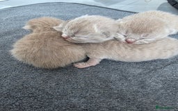 British Shorthair cats for sale: Lilac BSH  - Image 3