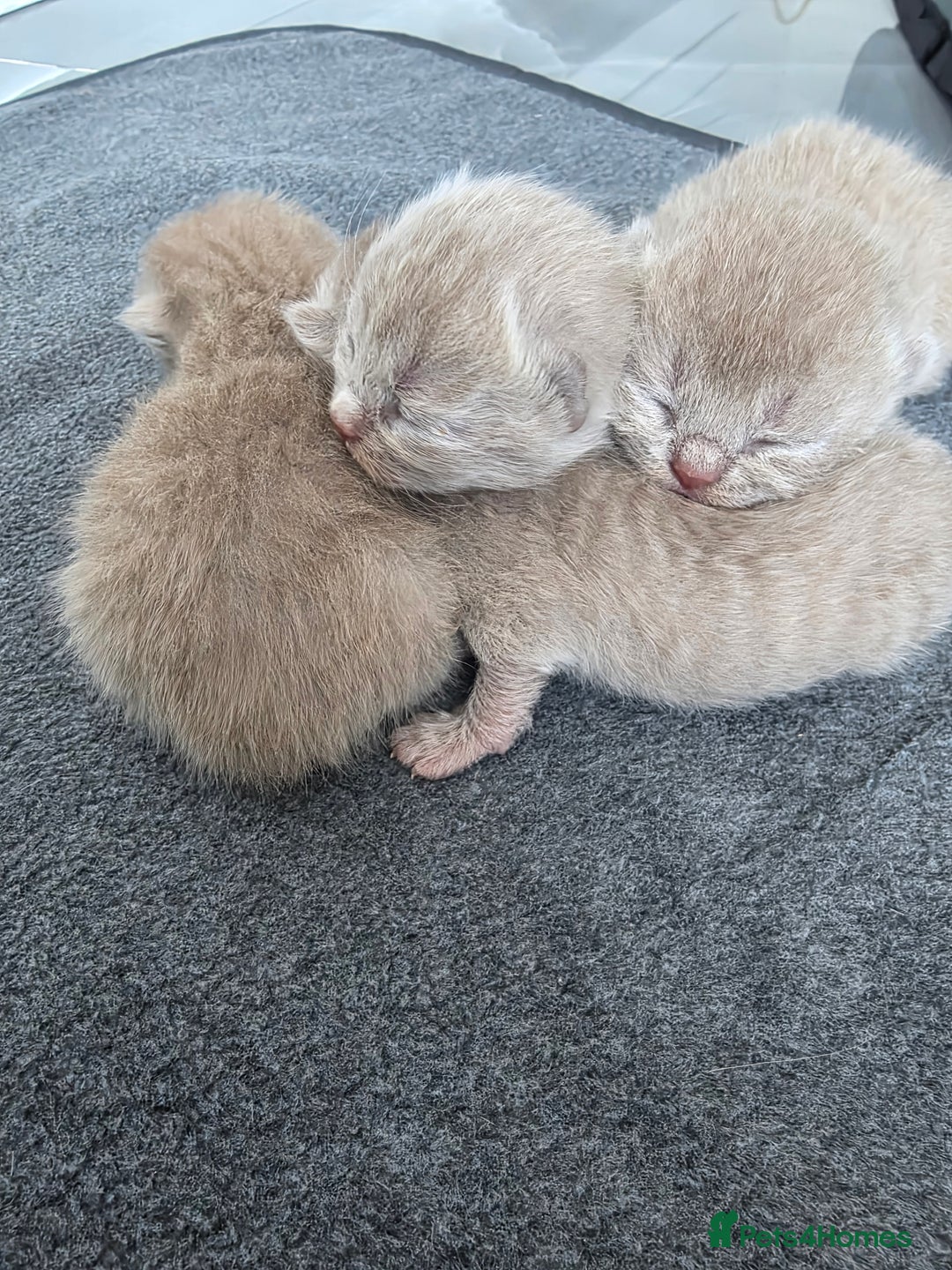 British Shorthair cats for sale: Lilac BSH  - Image 3