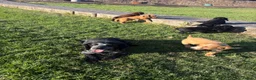 Cocker Spaniel dogs for sale: Cute cocker spaniel babies  in Newport - Advert 2