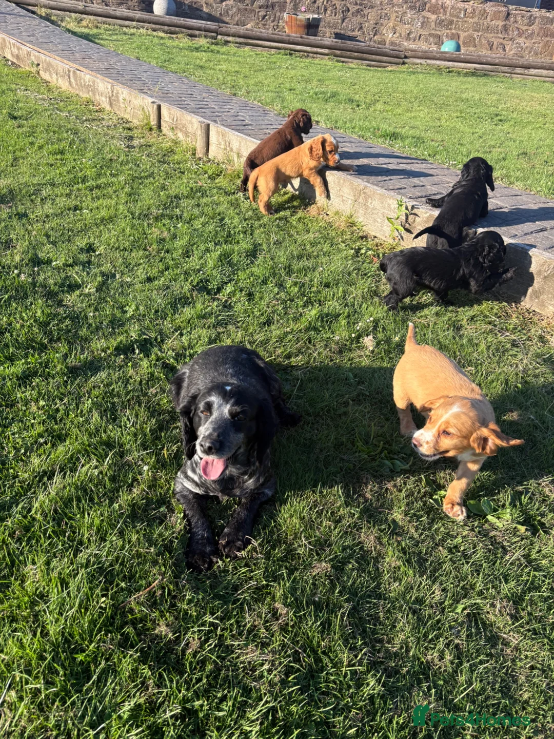 Cocker Spaniel dogs for sale: Cute cocker spaniel babies  in Newport - Advert 2