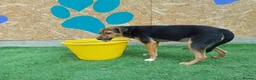 Mixed Breed dogs for adoption: 🐾🧡 ROCCO – A FRIENDLY BOY FULL OF CHARACTER 🧡🐾 - Advert 11