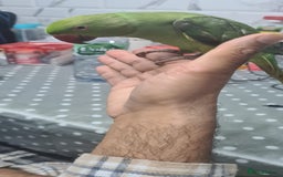 Parakeets birds for sale: Indian ringnecks babies with DNA  - Image 2