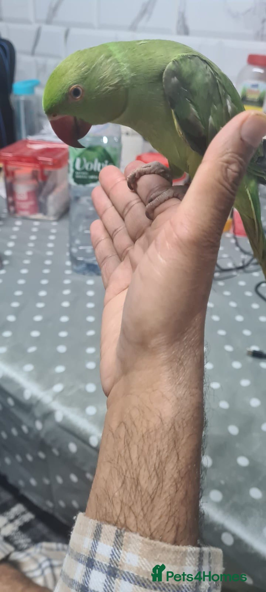 Parakeets birds for sale: Indian ringnecks babies with DNA  - Image 2