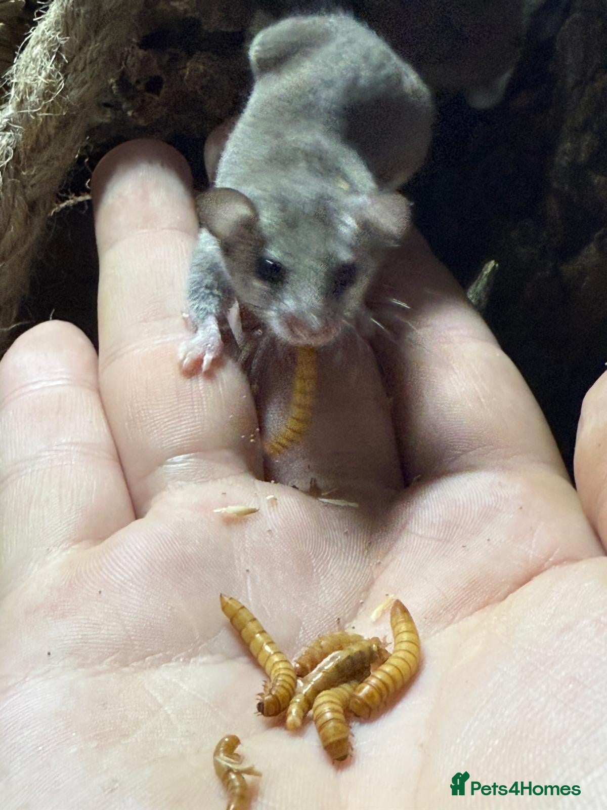 Mouse rodents Micro squirrels (African Pygmy dormice) in Grimsby - Advert 1