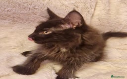 Maine Coon cats for sale: 🌟Ready to leave 4 XL Maine Coons active available - Image 21