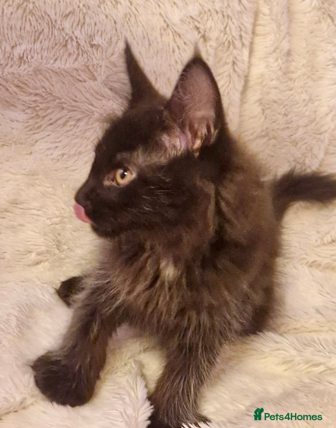 Maine Coon cats for sale: 🌟Ready to leave 4 XL Maine Coons active available - Image 21