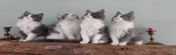 Maine Coon cats for sale: Maine Coon x Ragdoll 12 week kittens 2 male 2 fem - Advert 10