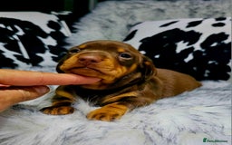 Miniature Dachshund dogs for sale: Miniature Smooth Dachshund Puppies  - Image 3