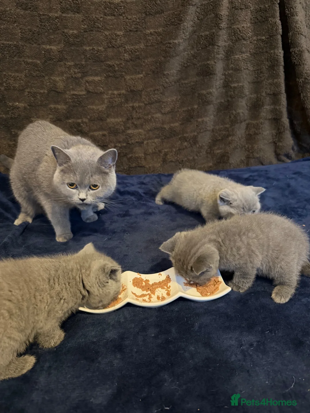 British Shorthair cats for sale: Pure-breed British Shorthair Kittens - Advert 2