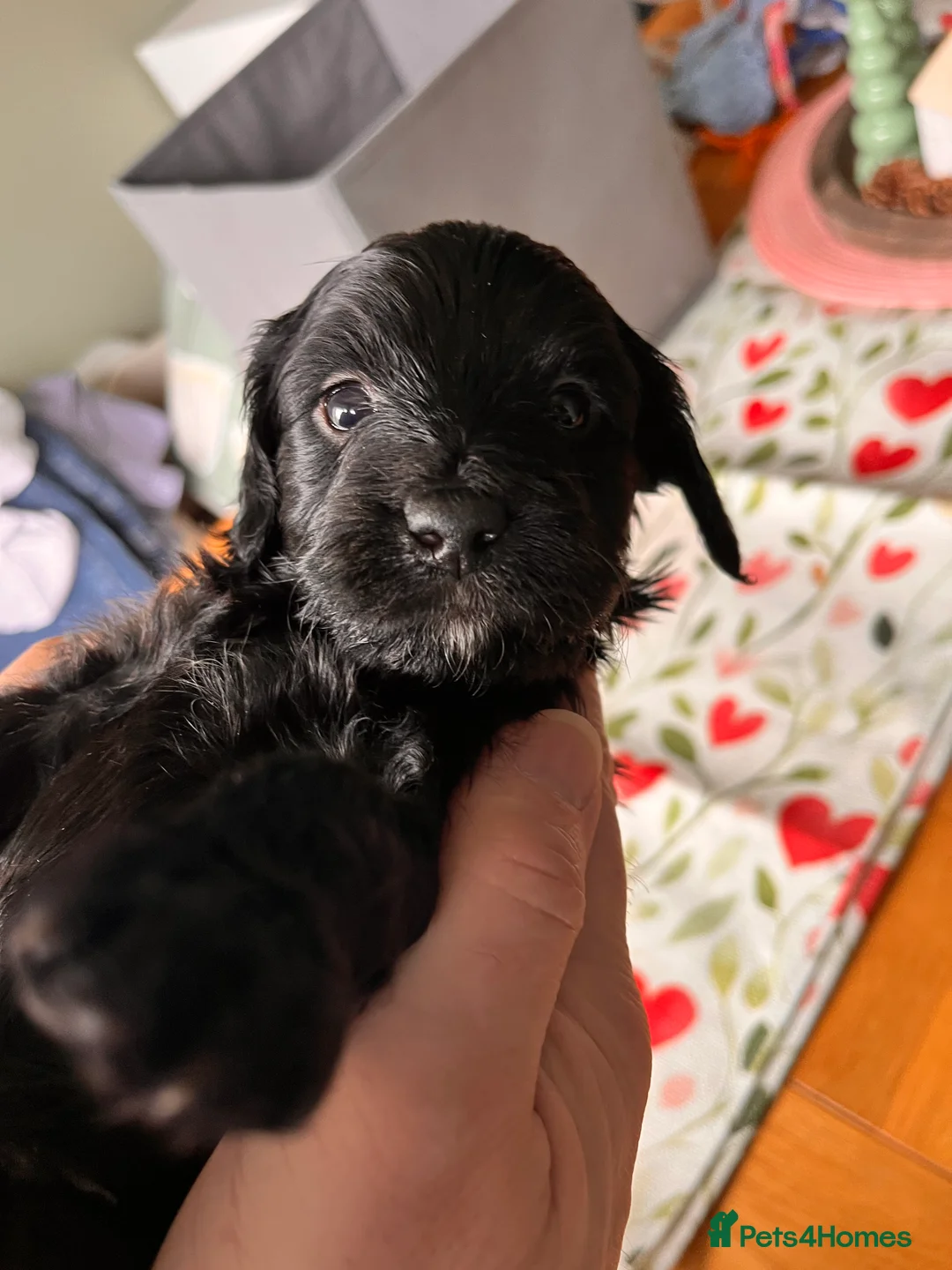 Mixed Breed dogs for sale: Stunning black Australian labradoodle pups - Advert 18