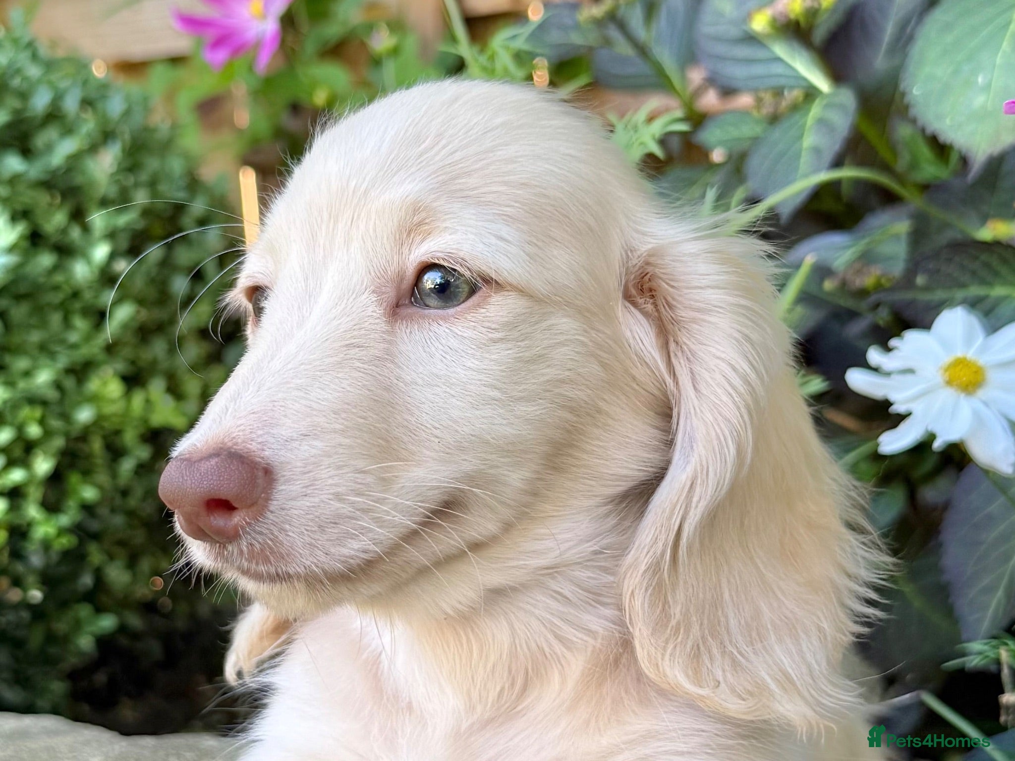 Miniature Dachshund dogs 🤍 Beautiful Cream Longhaired Baby Boy 🤍 - Advert 1
