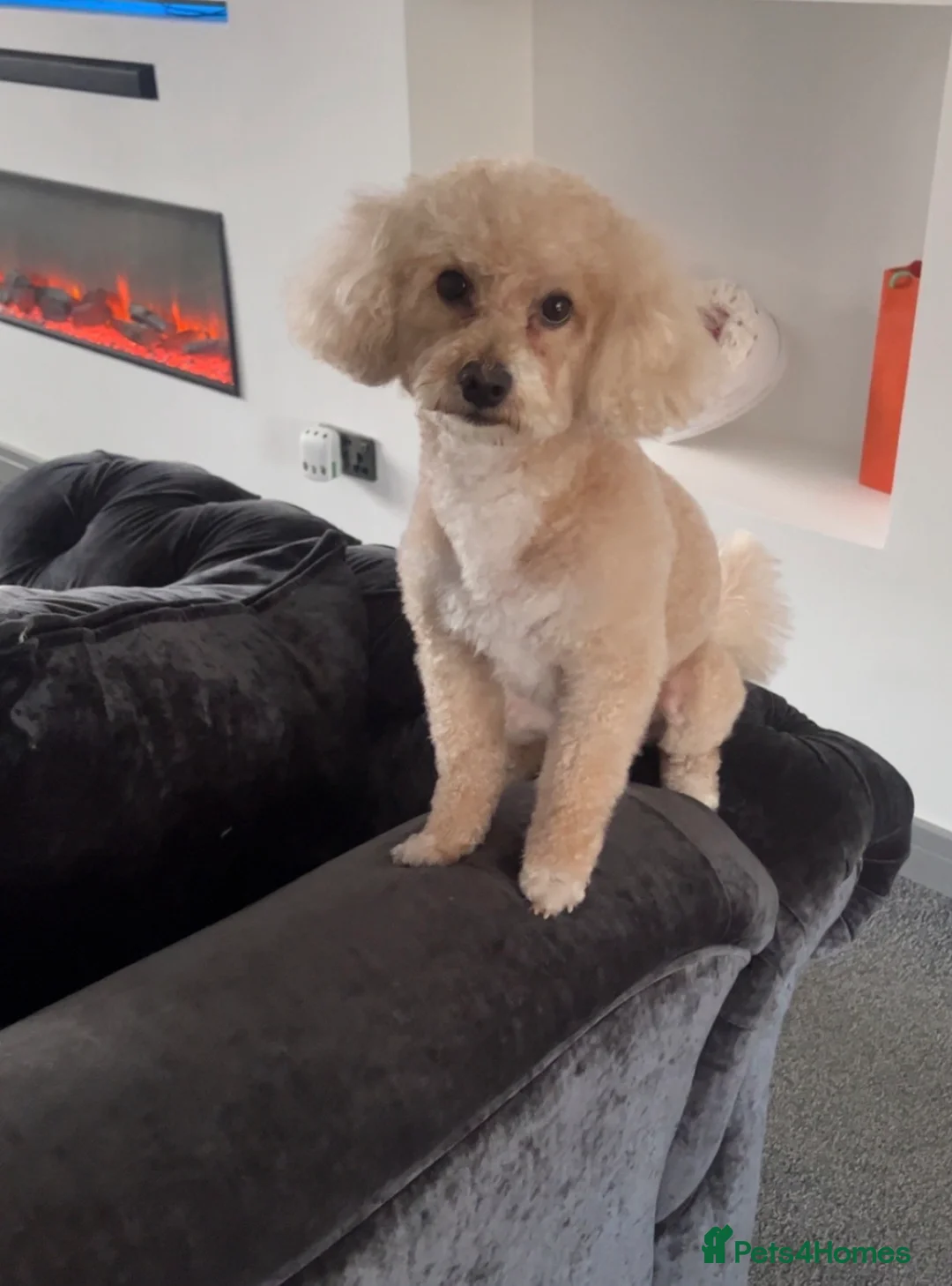 Poochon dogs for stud: Dog for stud  in Sunderland - Advert 2