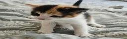 Mixed Breed cats for sale: Kittens 😸  - Advert 5