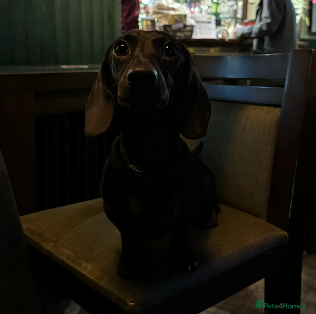 Miniature Dachshund dogs for stud: Rare KC Reg & Health Tested Miniature Dachshund in Rotherham - Advert 18