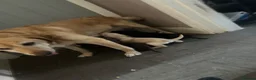 Springador dogs for sale: 4 male puppies looking for good homes - Advert 1